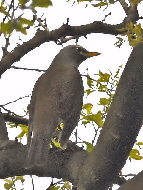 E }~`WiC @@s@w@2010/04/26@Photo by Kohyuh