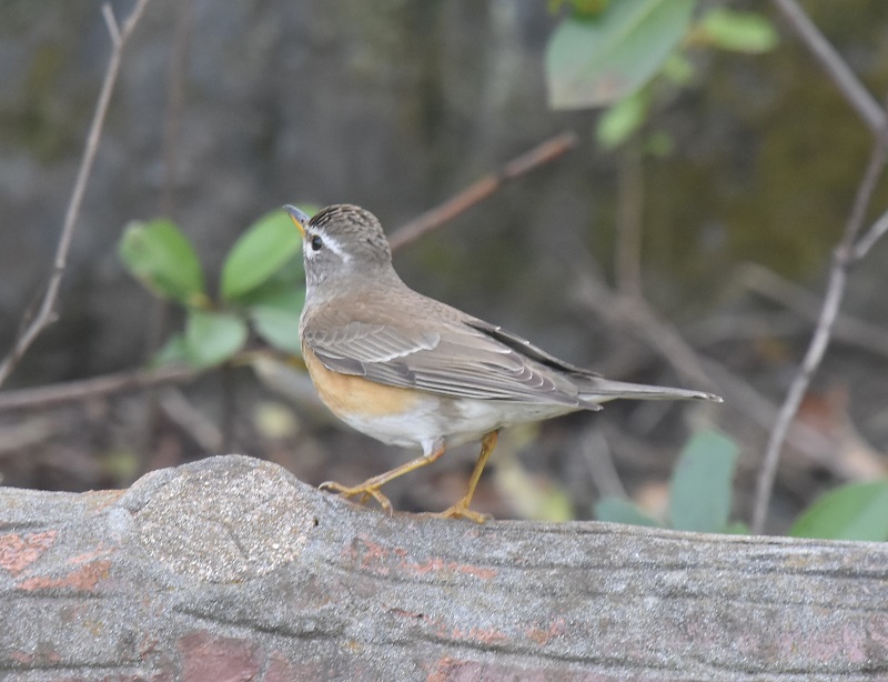 }~`WiC@iT-1j@炩@2019/03/29@Photo by Hyashi@ iʐ^񋟁F@сj