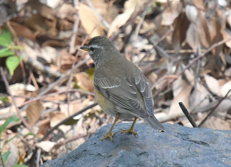 }~`WiC@iT-2j@炩@2019/03/29@Photo by Hyashi@ iʐ^񋟁F@сj