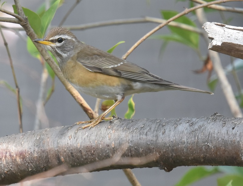 }~`WiC@iT-3j@炩@2019/03/29@Photo by Hyashi@ iʐ^񋟁F@сj