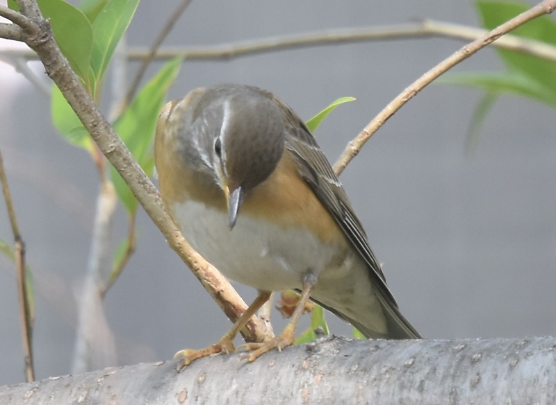 }~`WiC@iT-4j@炩@2019/03/29@Photo by Hyashi@ iʐ^񋟁F@сj