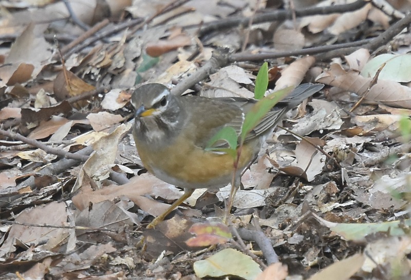 }~`WiC@iT-5j@炩@2019/03/29@Photo by Hyashi@ iʐ^񋟁F@сj