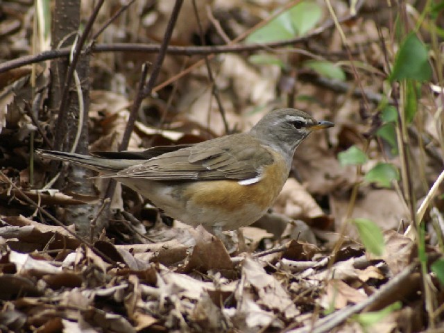 B }~`WiC @@s@sA@2008/04/02@Photo by Shiba