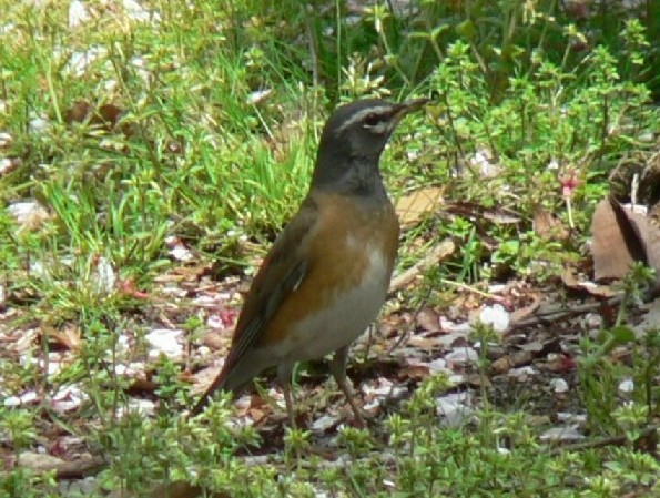 s}~`WiC t@s@ߗ׌@2006/04/20@Photo by Takase