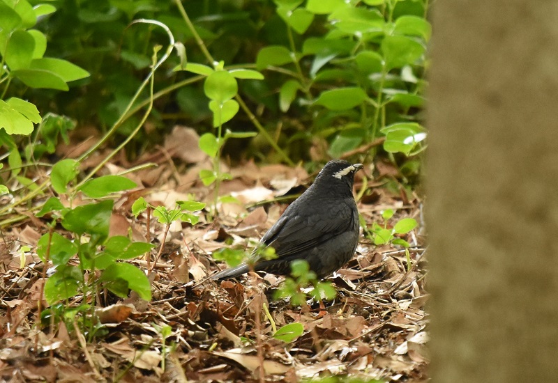 }~W@@ĉH@@2016/04/29@Photo by Hayashi