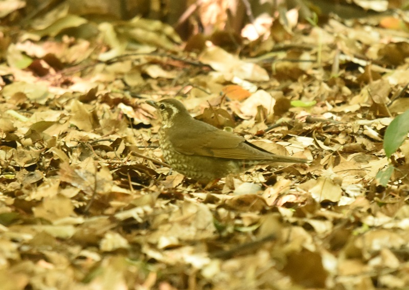 }~W@iQ-1j@@ĉH@@2016/04/29@Photo by Hayashi