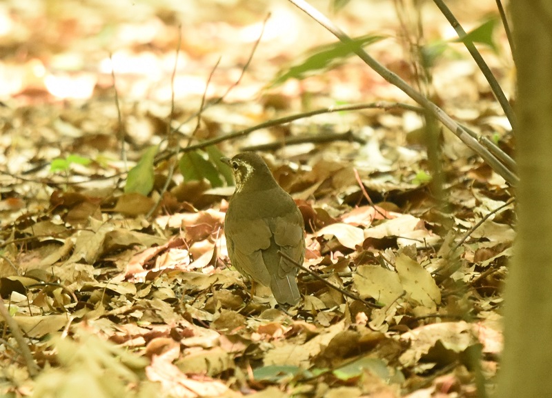 }~W@iQ-2j@@ĉH@@2016/04/29@Photo by Hayashi