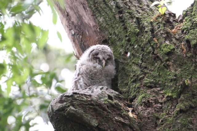 ① フクロウ　幼鳥　八幡市　2014/05/14　Photo by Manda
