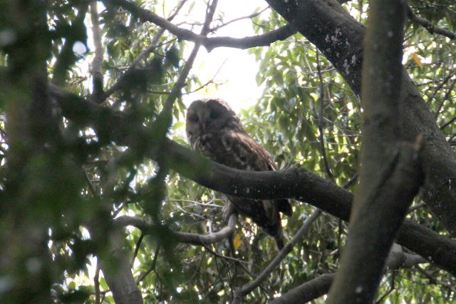 ② フクロウ　成鳥　八幡市　2014/05/14　Photo by Manda