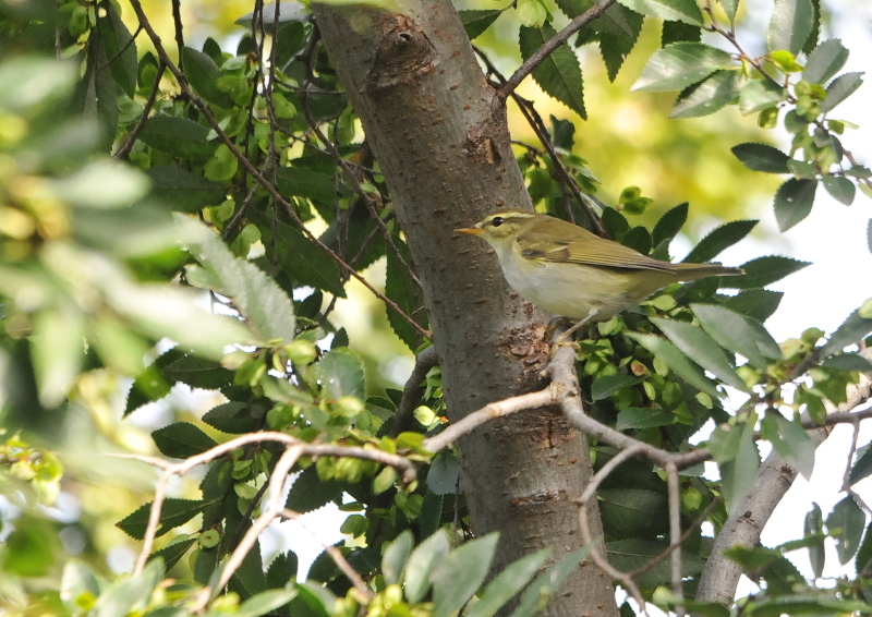 メボソムシクイ　今日の鳥　10月21日　淀川左岸　枚方市　2016/10/21　Photo by Takase