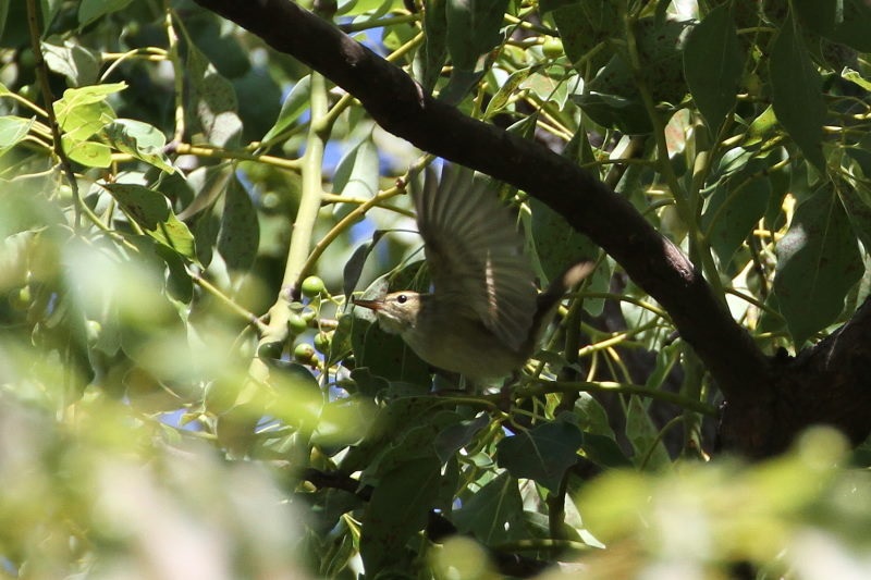 メボソムシクイ　成鳥　大阪城　大阪市　2017/10/04　Photo by Manda　（写真提供：　萬田）