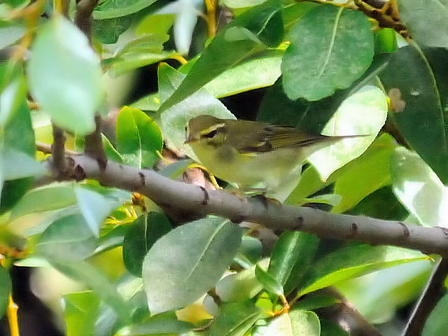 ① メボソムシクイ　成鳥　淀川右岸　大阪市　2012/10/02　Photo by Kohyuh