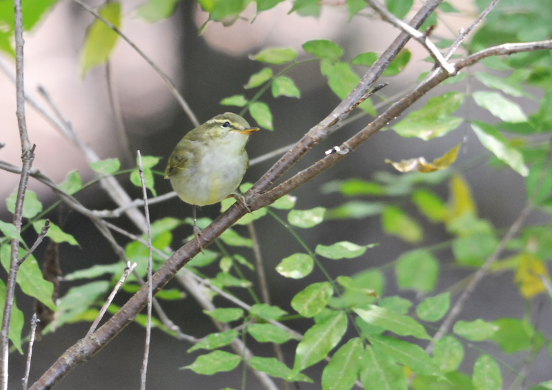 photo20161102s2　メボソムシクイ成鳥（２態-1）　男山　八幡市　2016/11/02　Photo by Takase　（写真提供：　高瀬）