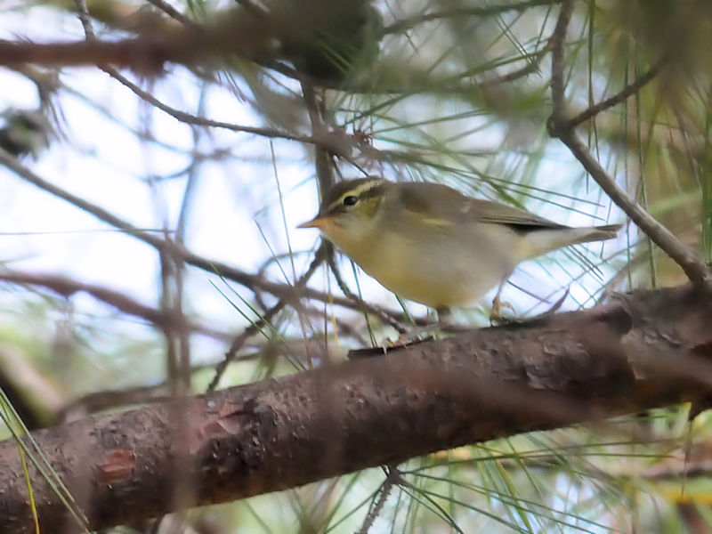 メボソムシクイ成鳥（３態-1）　くろんど園地　大阪府　2018/10/25　Photo by Kohyuh