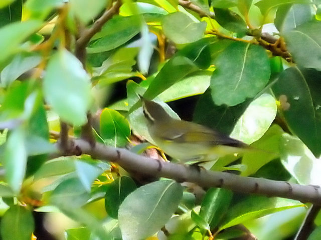 ② メボソムシクイ　成鳥　淀川右岸　大阪市　2012/10/02　Photo by Kohyuh