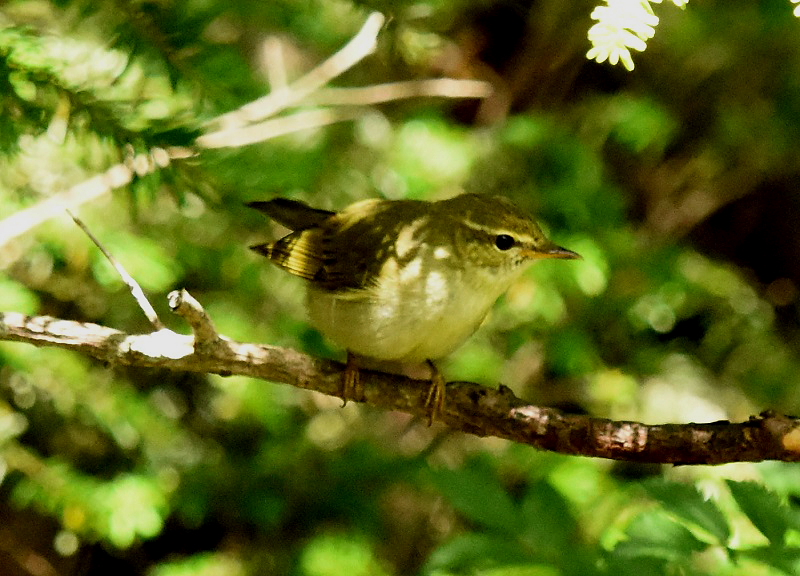 photo20160716　メボソムシクイ　成鳥　富士山　2016/07/16　Photo by Hayashi　（写真提供：　林）