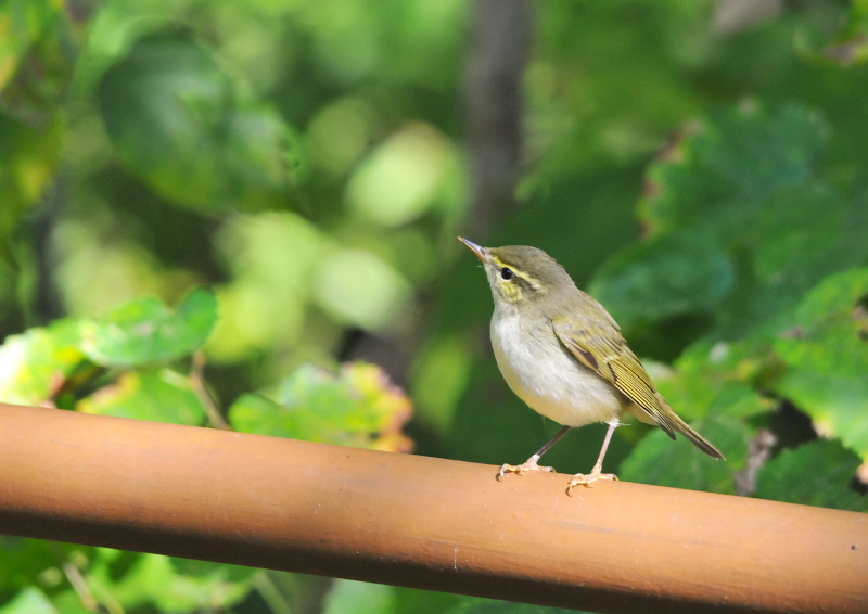photo20161102s2　メボソムシクイ成鳥（２態-2）　男山　八幡市　2016/11/02　Photo by Takase　（写真提供：　高瀬）