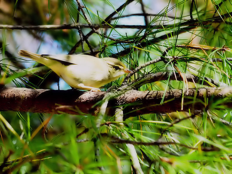 メボソムシクイ成鳥（３態-2）　くろんど園地　大阪府　2018/10/25　Photo by Kohyuh