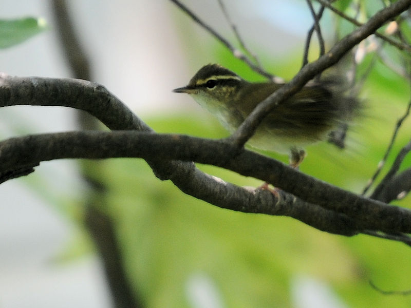 メボソムシクイ　大阪城　大阪市　2019/09/07　Photo by Kohyuh