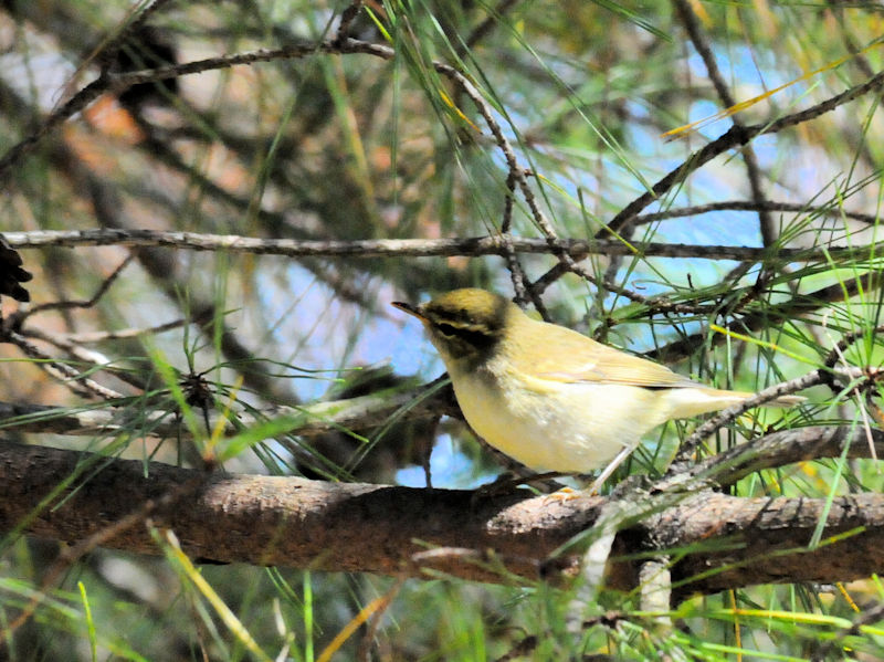 メボソムシクイ成鳥（３態-3）　くろんど園地　大阪府　2018/10/25　Photo by Kohyuh