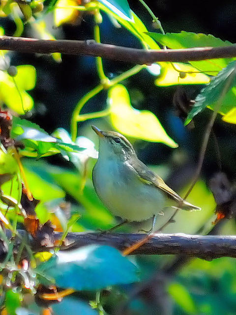 ③ メボソムシクイ　成鳥　淀川右岸　大阪市　2012/10/20　Photo by Kohyuh