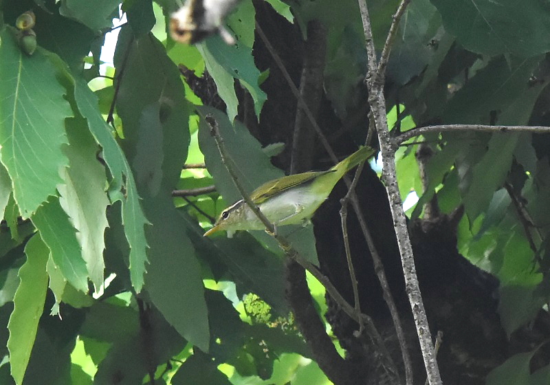 photo20160818　メボソムシクイ　成鳥　富士山　2016/08/18　Photo by Hayashi　（写真提供：　林）