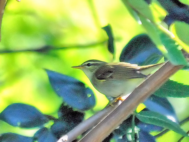 ④ メボソムシクイ　成鳥　淀川右岸　大阪市　2012/10/20　Photo by Kohyuh