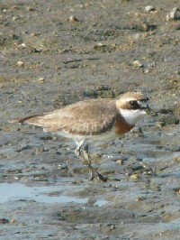 《メダイチドリ》 写真はクリックで拡大する