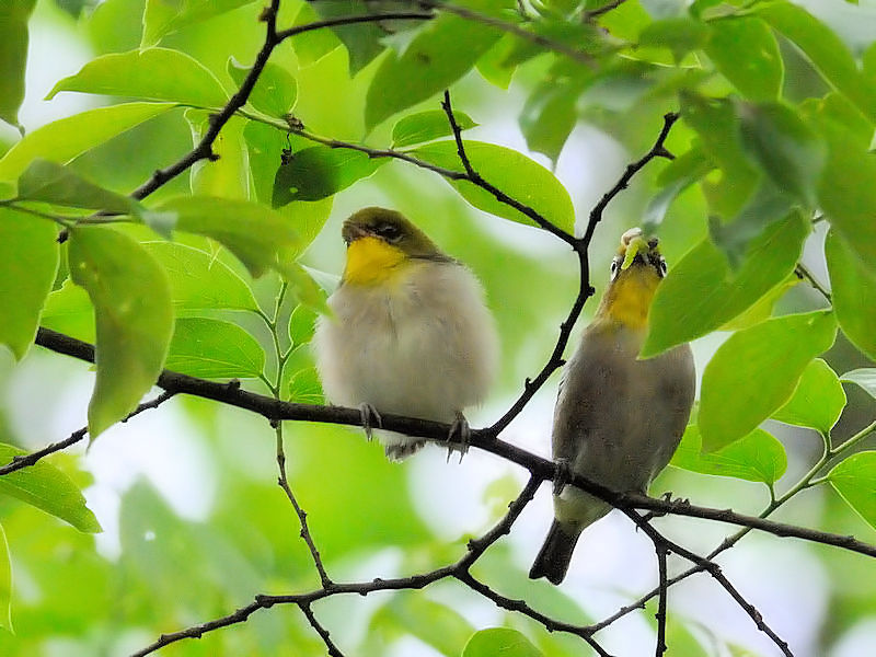 W@ciQ-1j@s@@2010/05/08@Photo by Kohyuh