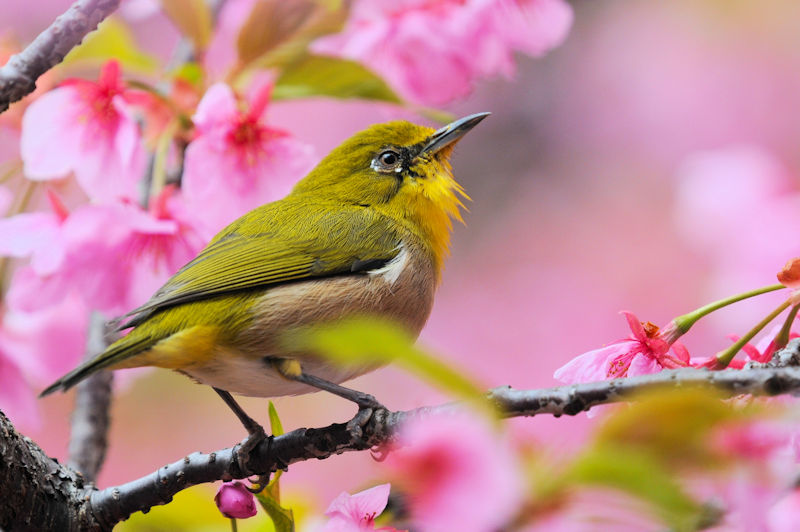 W @H@@ss@2022/03/19@Photo by Kohyuh