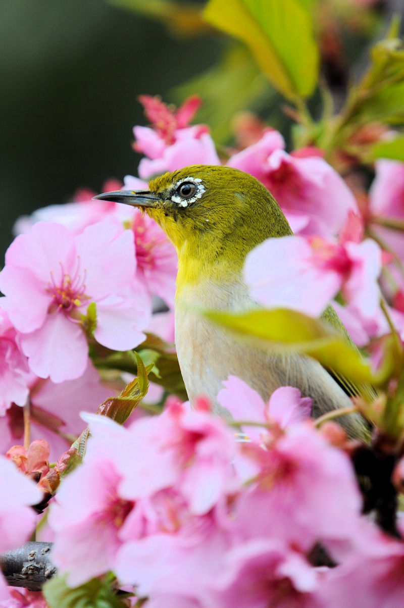 W @H@@ss@2022/03/19@Photo by Kohyuh