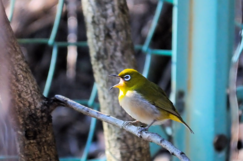 W @@s@2013/01/19@Photo by Kohyuh