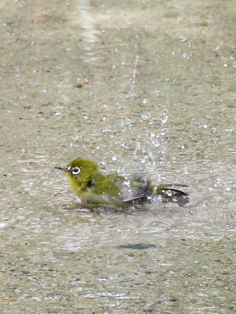 W  s@ 2013/10/04 Photo by Manda iʐ^񋟁F@ݓcj