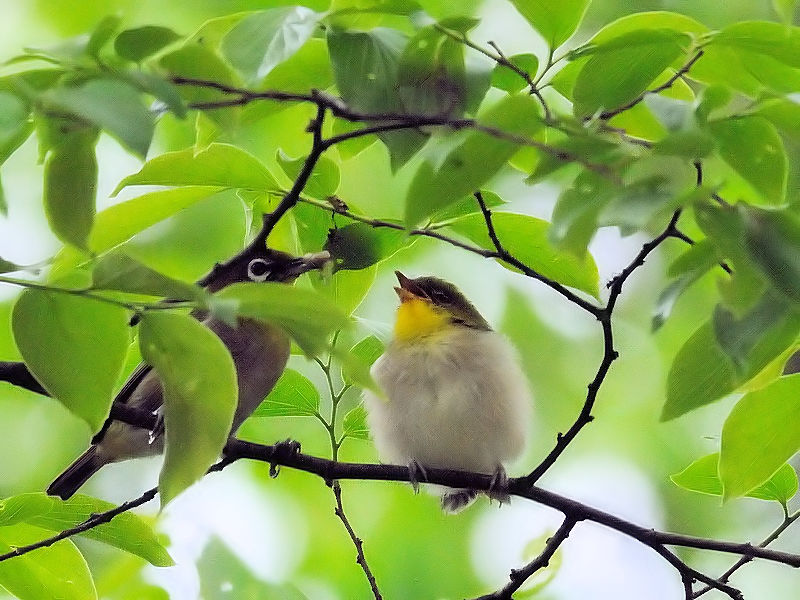 W@ciQ-2j@s@@2010/05/08@Photo by Kohyuh