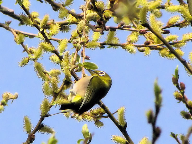 W iS-2j s@썶 2010/03/14 Photo by Kohyuh