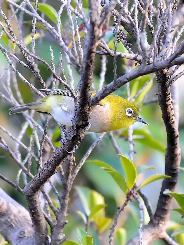 WiQ-2j@@Rcr@s@2016/12/18@Photo by Kohyuh