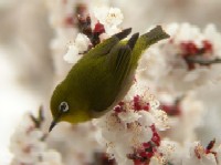 W@ss@{A@2006/03/31@Photo by Takayama