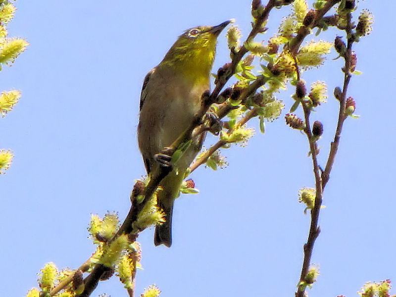 W iS-3j s@썶 2010/03/14 Photo by Kohyuh