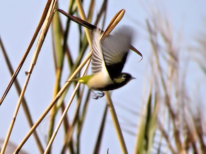 W iS-4j s@썶 2010/03/14 Photo by Kohyuh