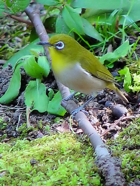 W@@Rcr@2009/02/26@Photo by Kohyuh