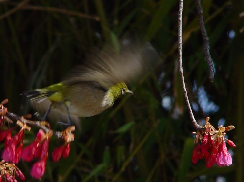 W@V@s@2003/03/13 Photo by Kohyuh