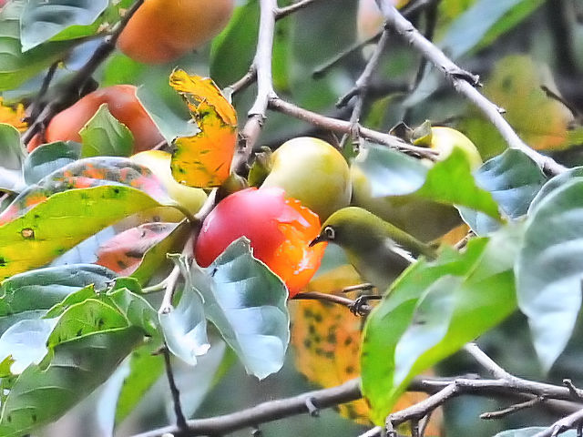 W@@jR@s@2014/10/01@Photo by Kohyuh