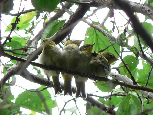 W@c@s@jR@2006/05/17@Photo by Takase