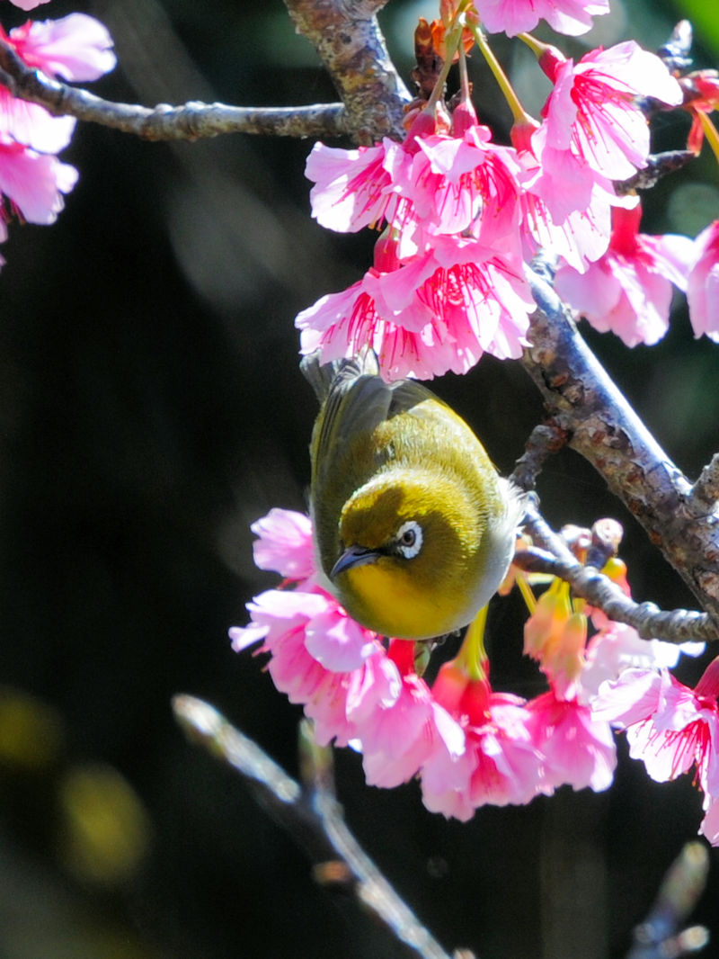 W@@Xь@ꌧ@2023/02/08@Photo by Kohyuh