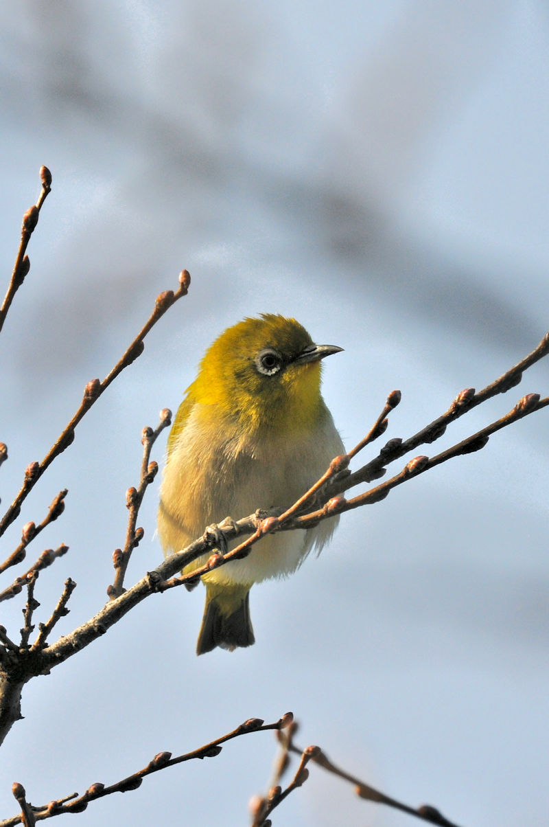 W  jR@s@2021/03/11@Photo by Kohyuh