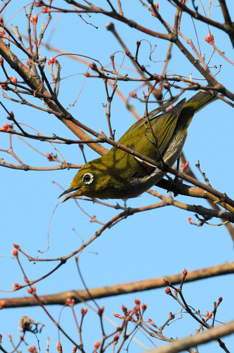 W  jR@s@2021/03/11@Photo by Kohyuh