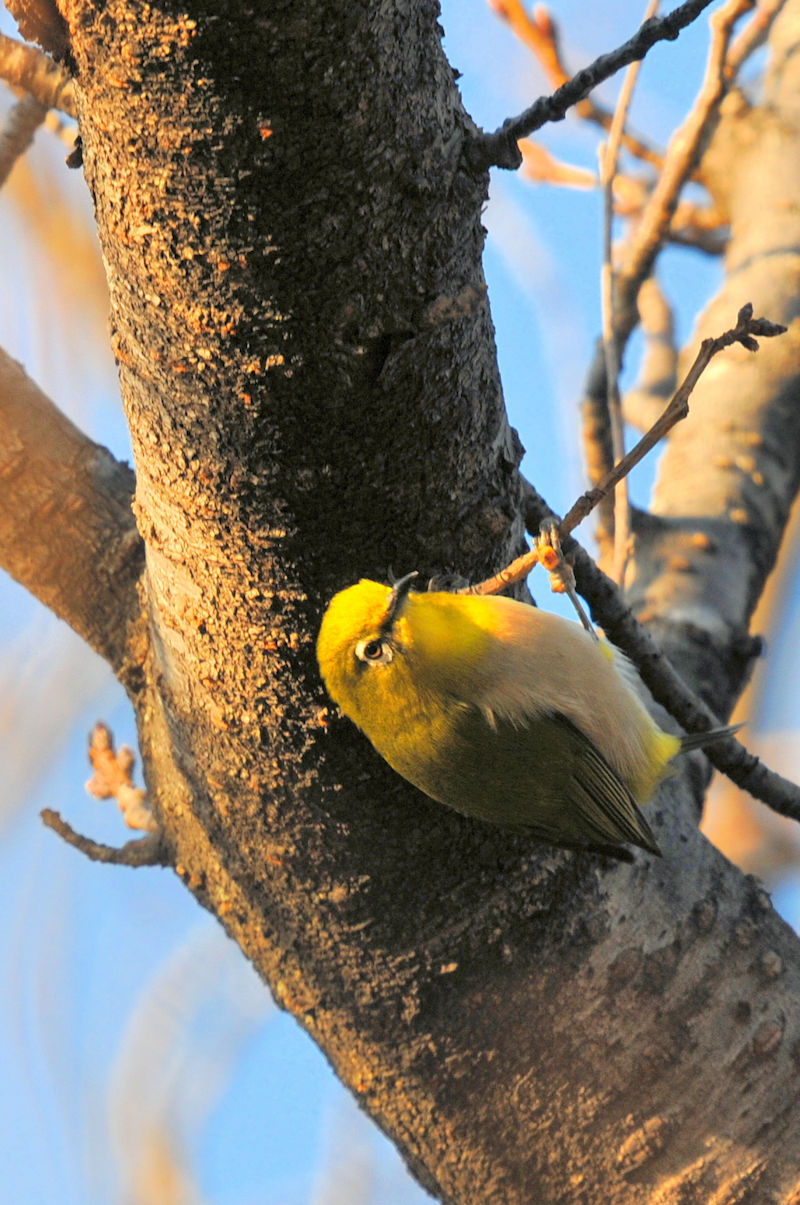 WiSԁj @@s@2022/01/08@Photo by Kohyuh