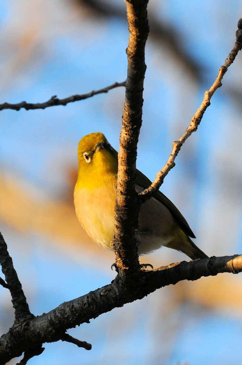 WiSԁj @@s@2022/01/08@Photo by Kohyuh