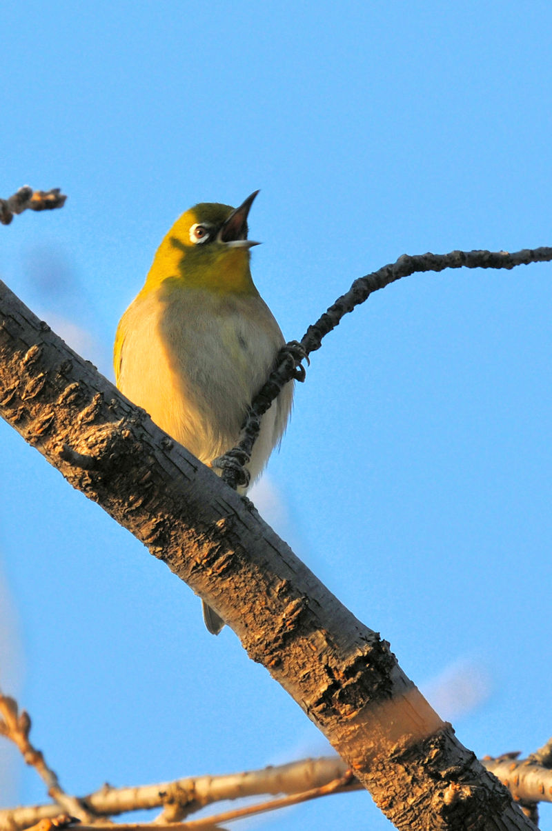 WiSԁj @@s@2022/01/08@Photo by Kohyuh