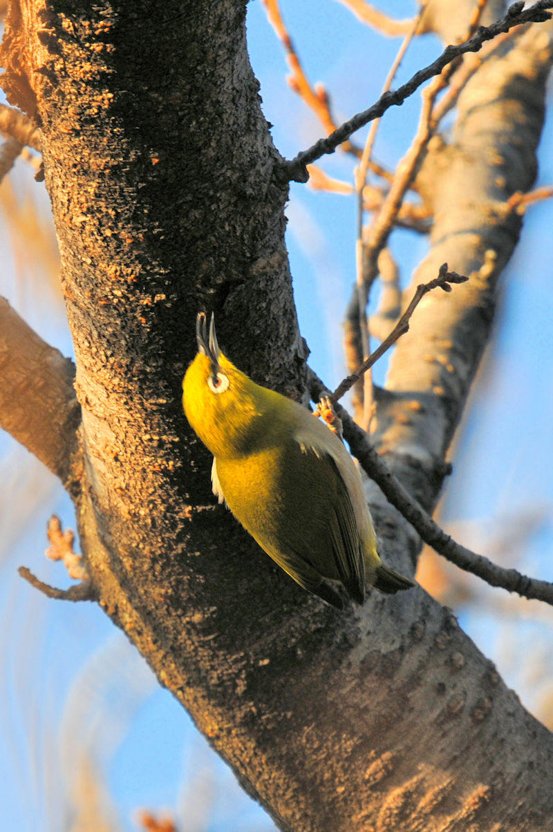 WiSԁj @@s@2022/01/08@Photo by Kohyuh